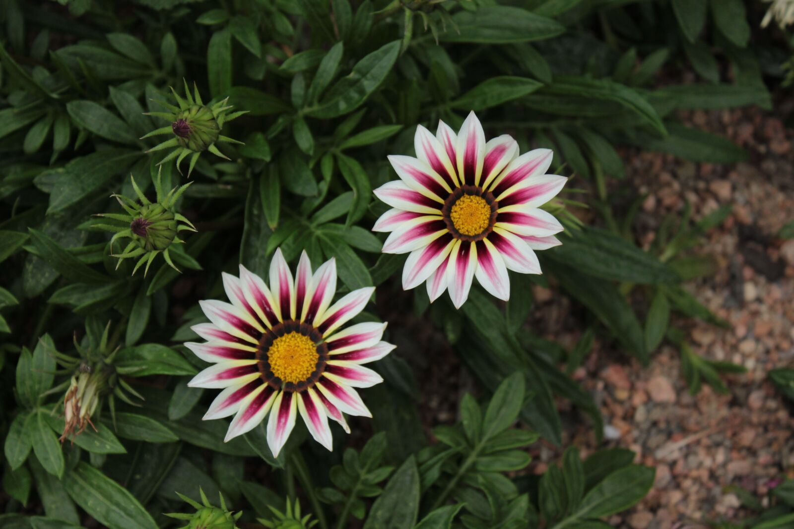 Canon EOS 1300D (EOS Rebel T6 / EOS Kiss X80) sample photo. Plant, flower, white photography