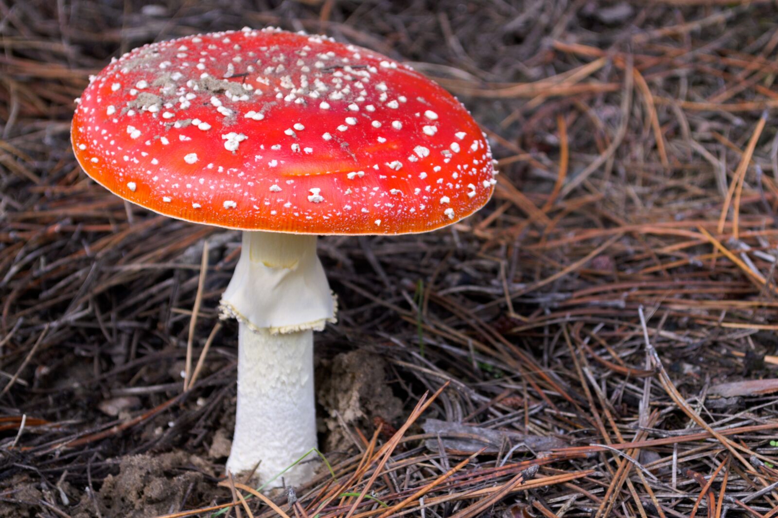 Nikon D3100 sample photo. Amanita, amanita muscaria, mushroom photography