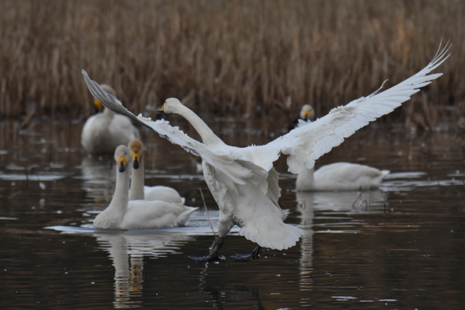 Nikon D7200 sample photo. Animal, lake, waterside photography