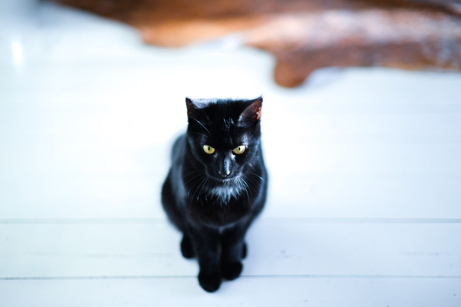 Nikon D610 sample photo. Black, cat, sitting photography