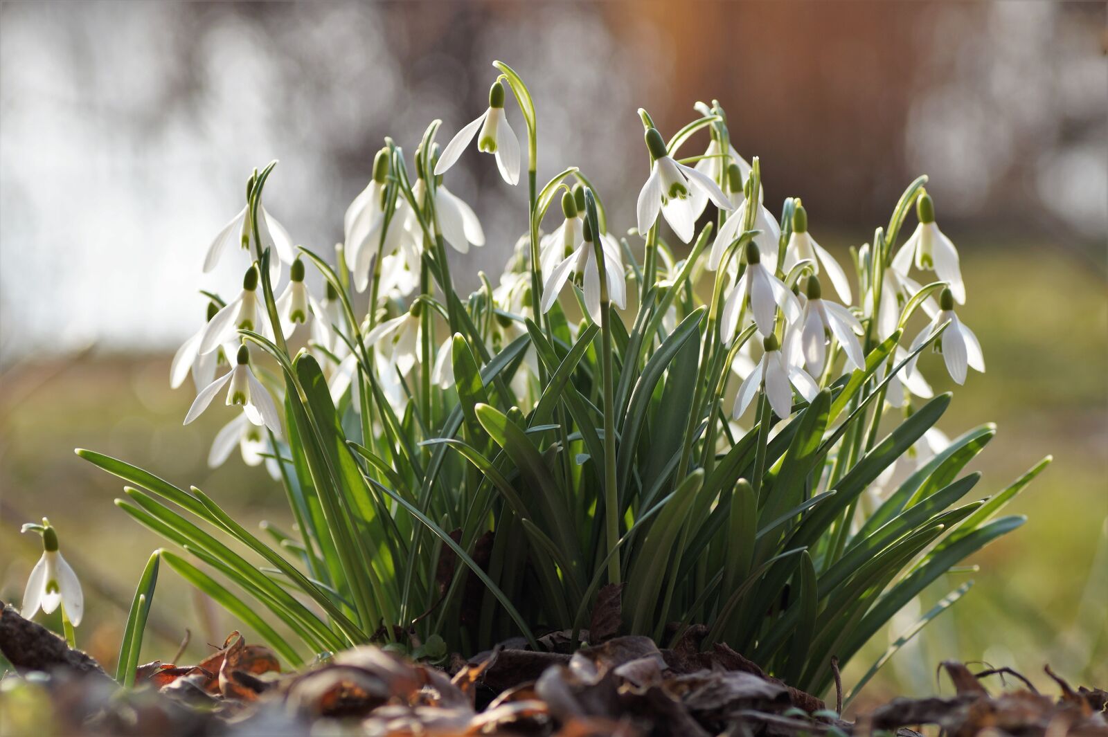 Sony SLT-A58 sample photo. Snowdrops, cluster, snowdrop photography