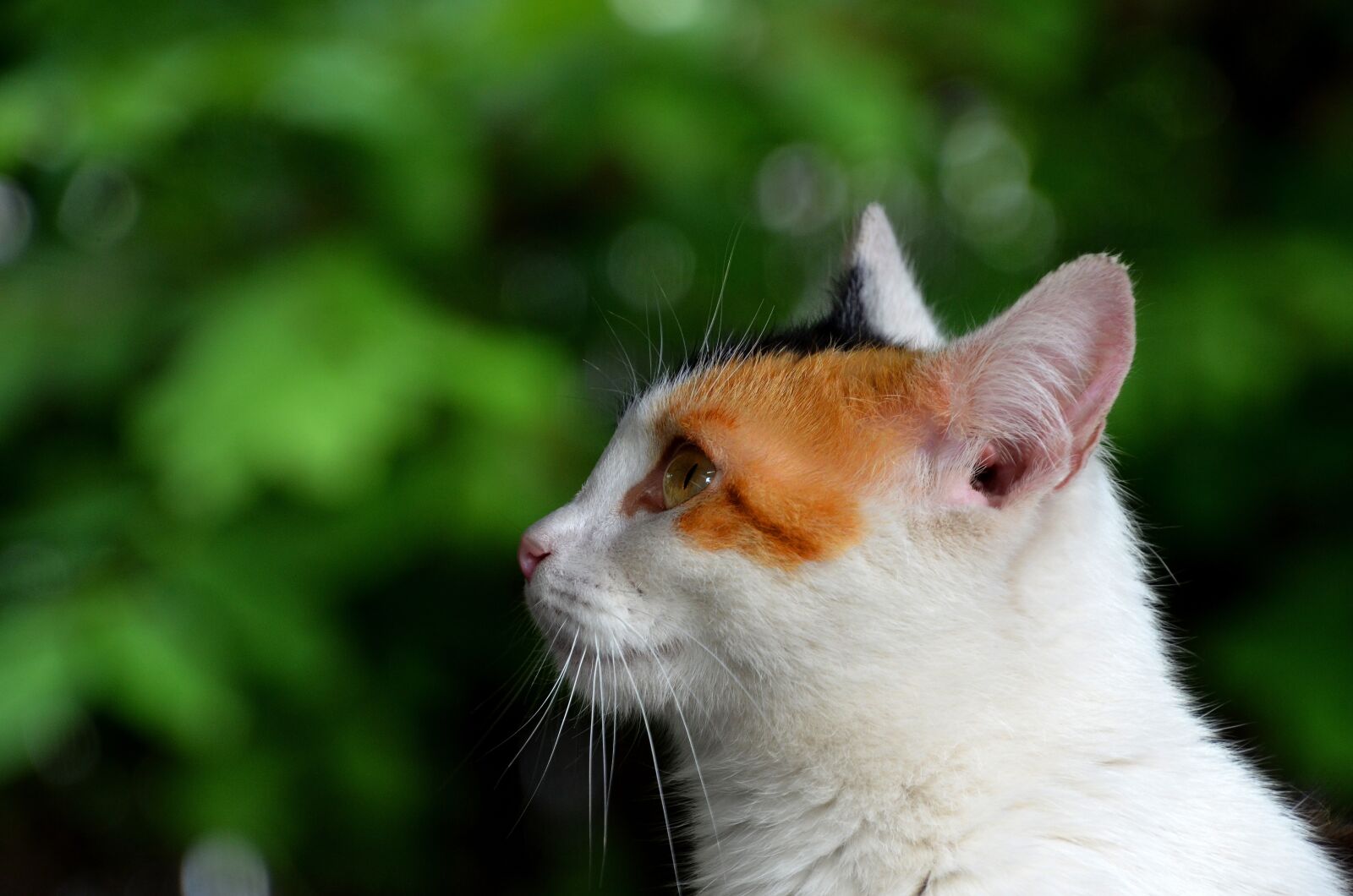 Nikon D7000 sample photo. Cat, attention, regardless of photography
