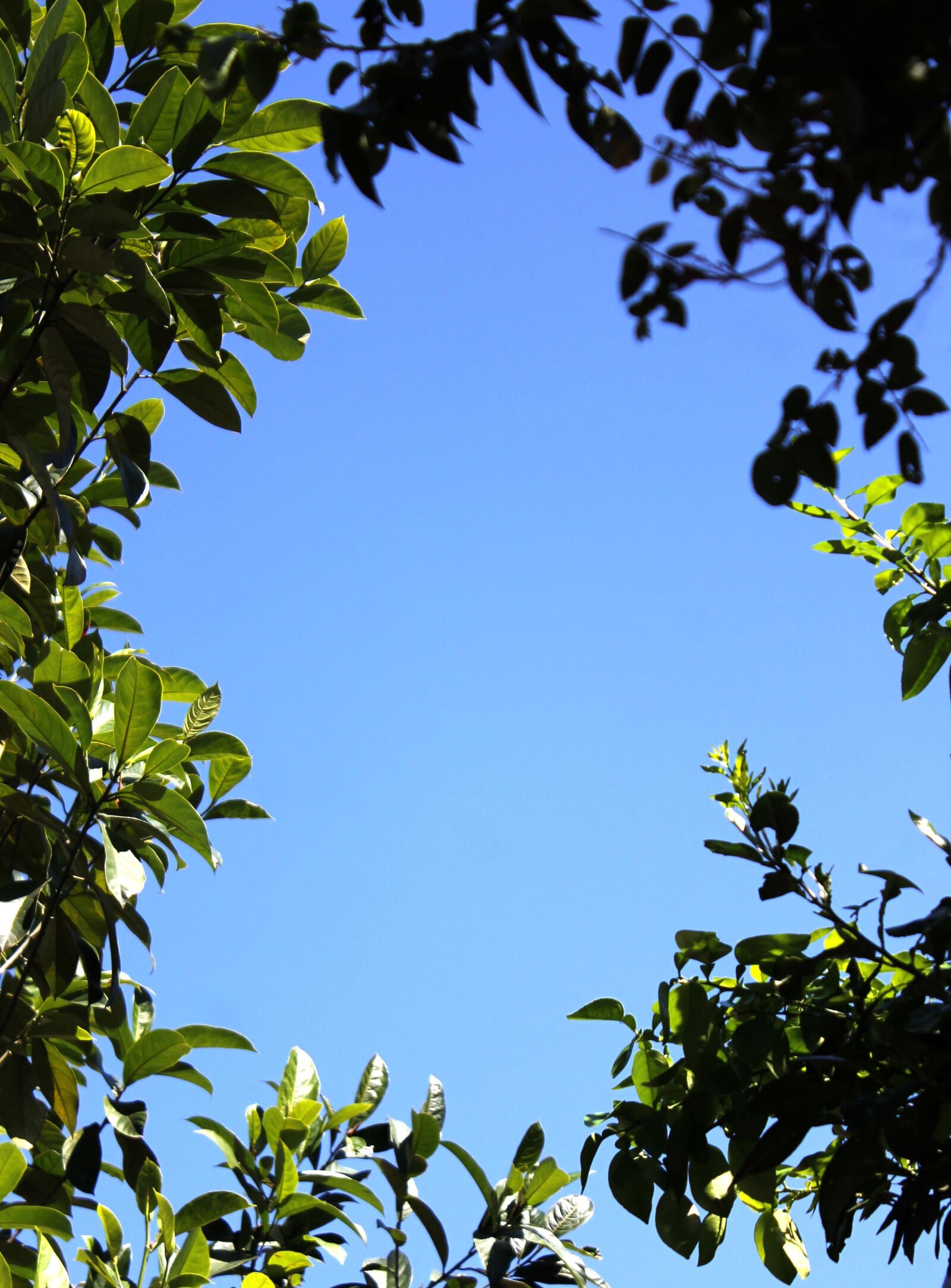 Canon EOS 1100D (EOS Rebel T3 / EOS Kiss X50) sample photo. Frame, nature, leaves photography