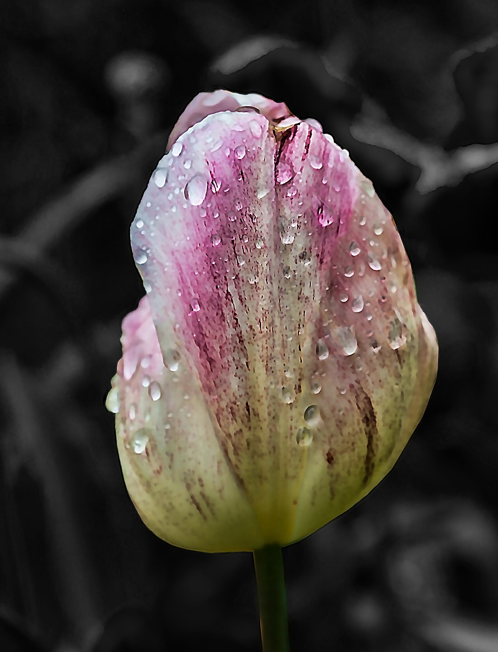 Sony SLT-A77 sample photo. Flower, tulip, spring photography