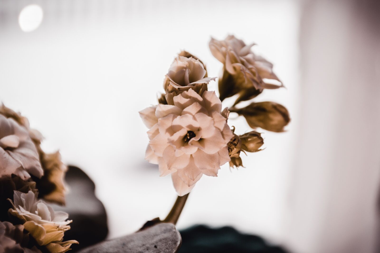 Nikon D3100 sample photo. Flowers, spring, flora photography