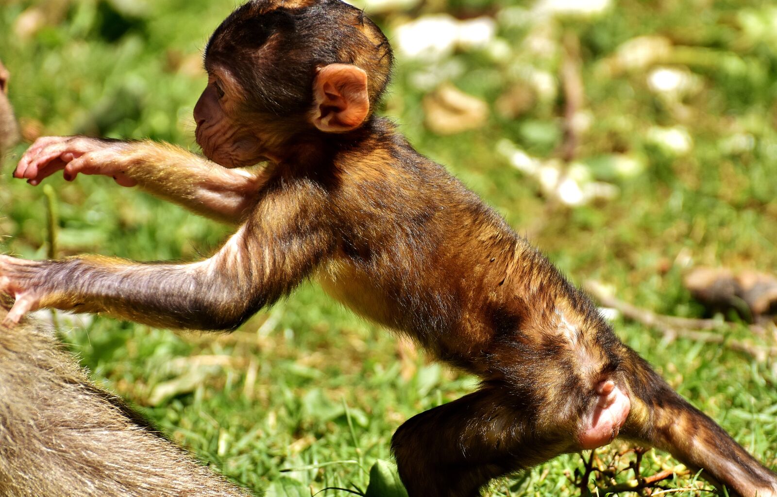 Nikon D7200 sample photo. Ape, baby monkey, barbary photography