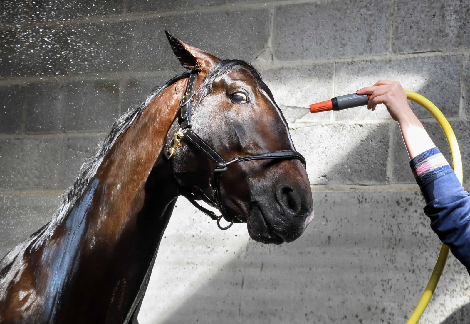 Nikon D500 sample photo. Water, stable, horse, ground photography