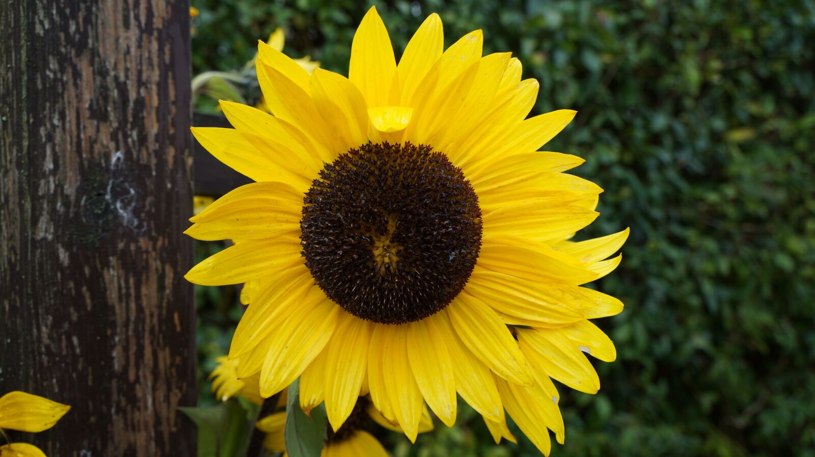 Sony Alpha a3000 sample photo. Sunflower, blossom, bloom photography