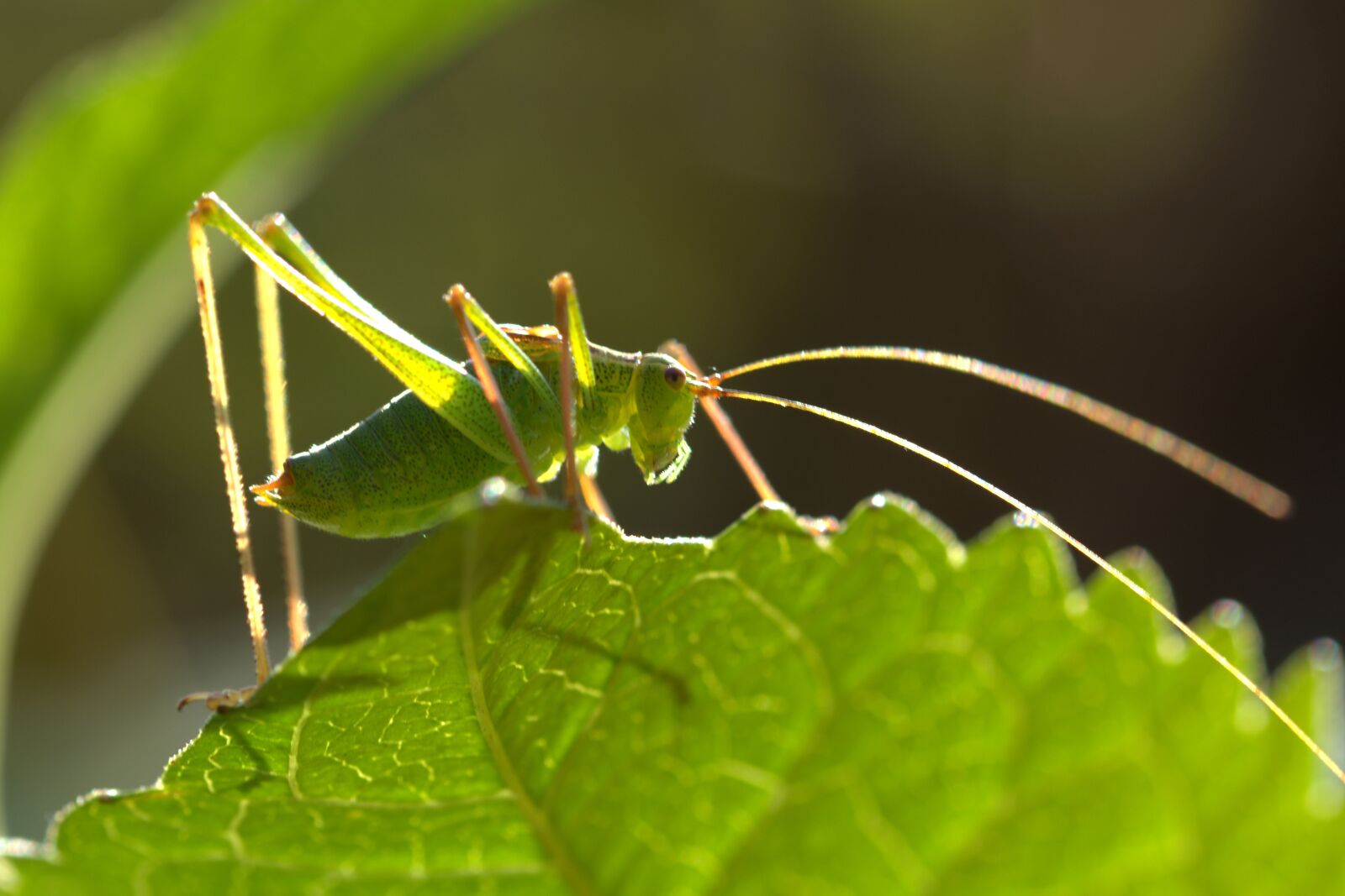 Nikon D5200 sample photo. Grasshopper, green, close up photography
