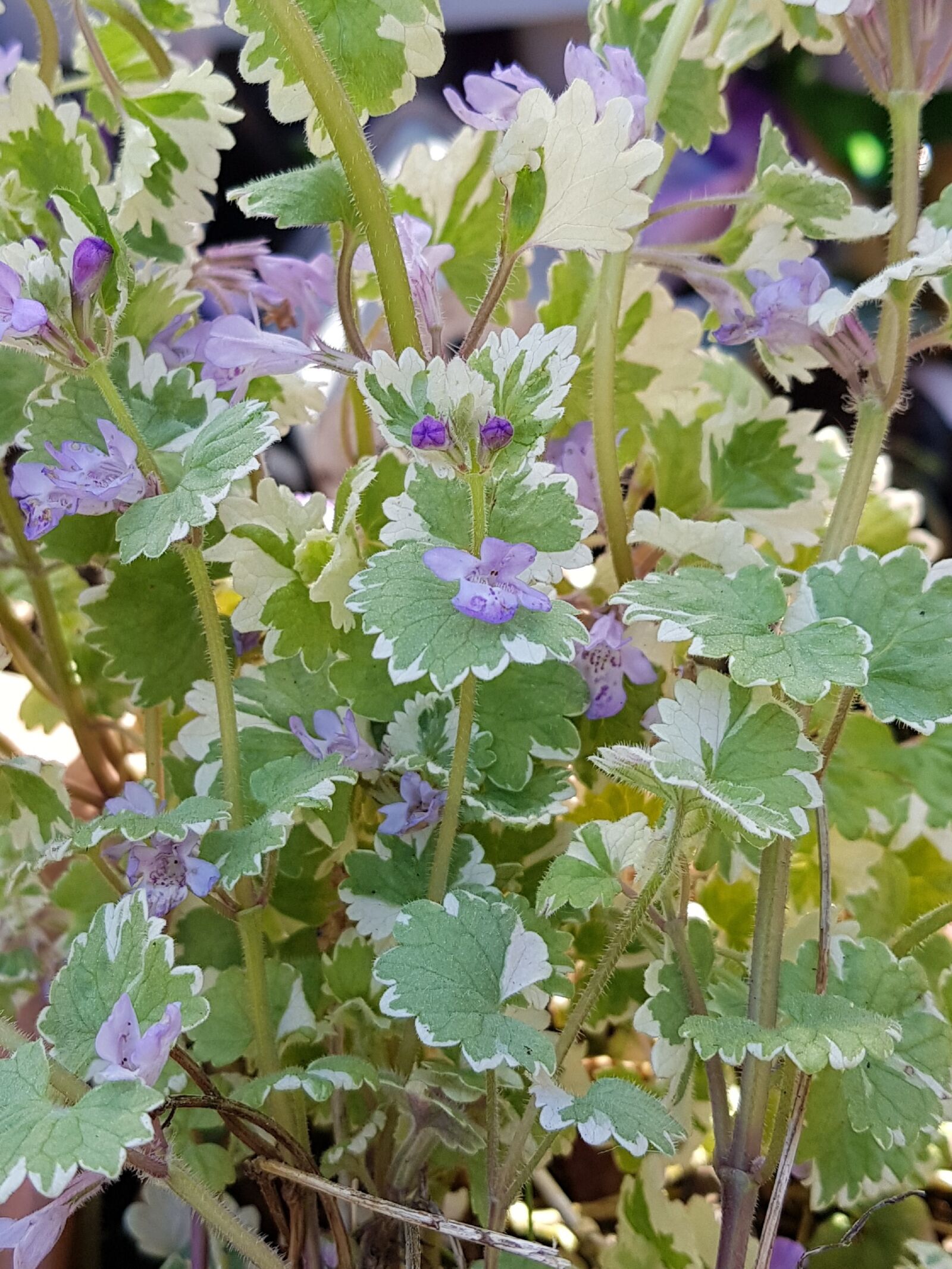 Samsung Galaxy S8+ sample photo. Ground ivy, nepeta variegata photography