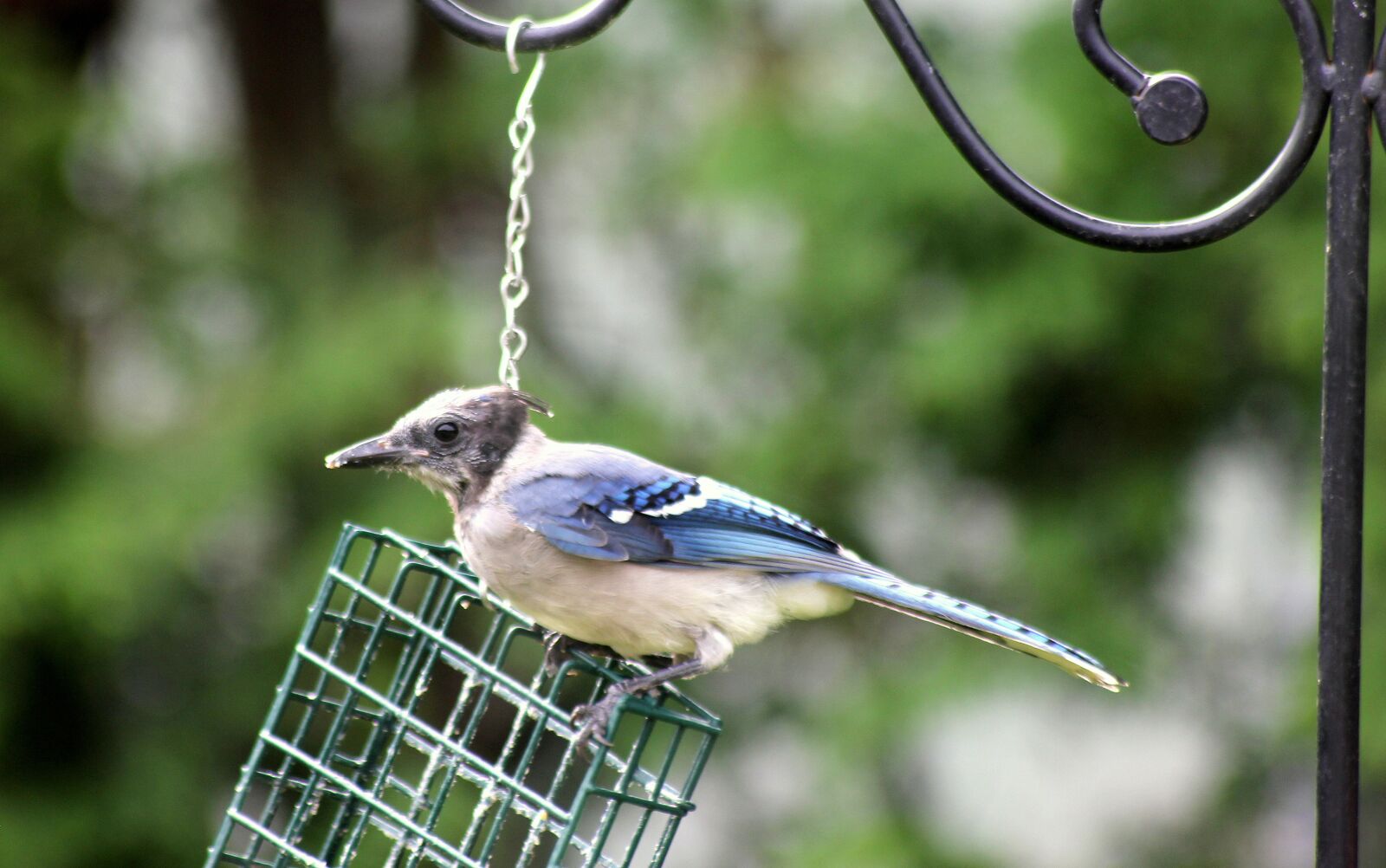 Canon EOS 550D (EOS Rebel T2i / EOS Kiss X4) sample photo. Bluejay, juvenile bird, bird photography