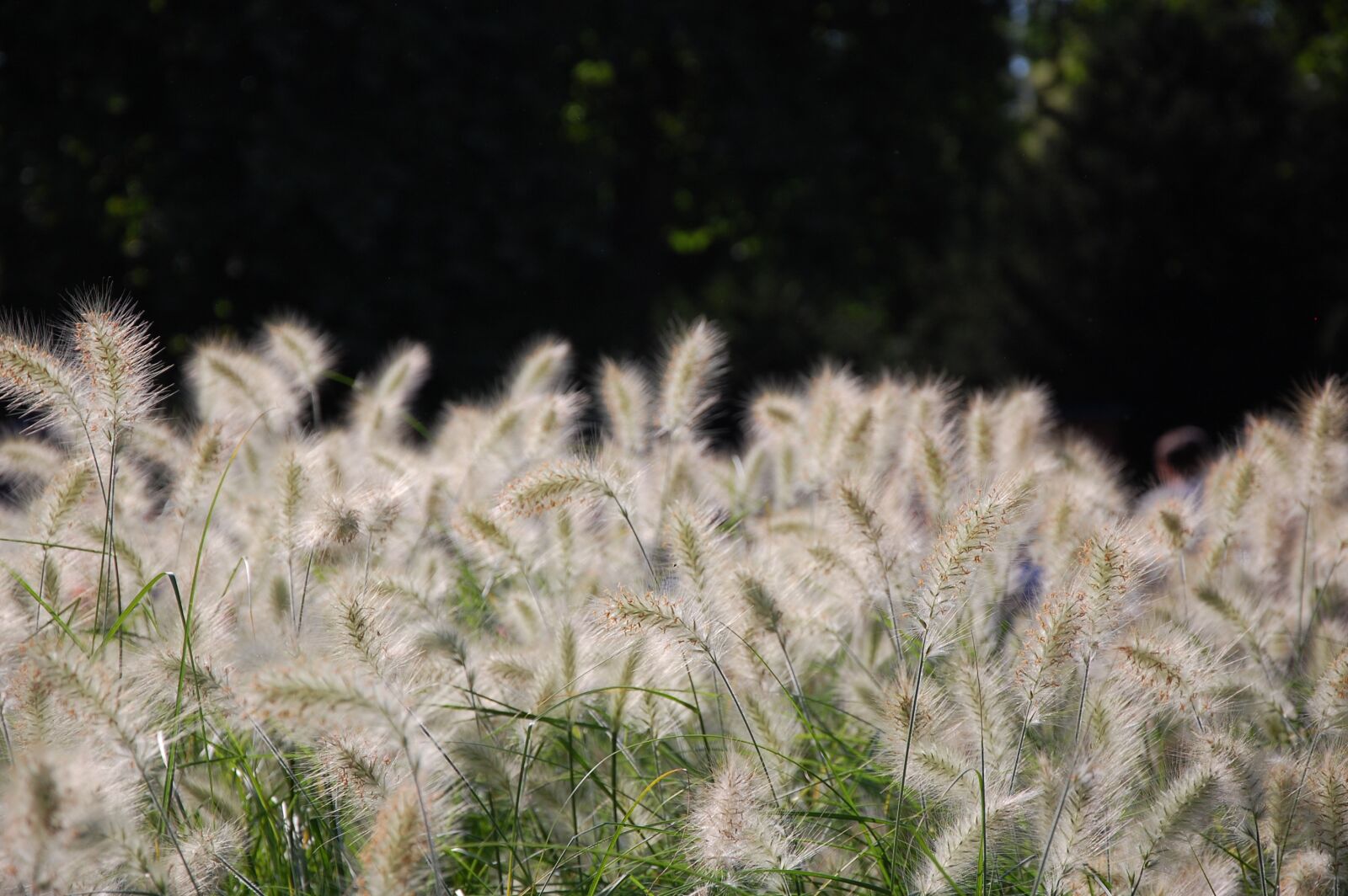 Nikon D40 sample photo. Grass, nature, field photography