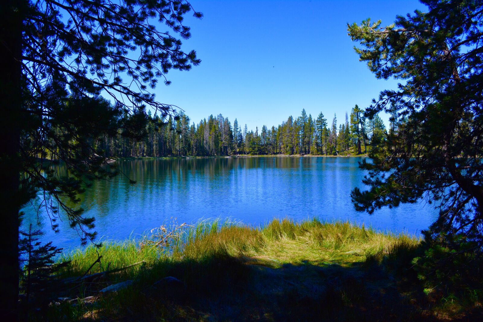 Nikon D5200 sample photo. Norcal, nature, california photography