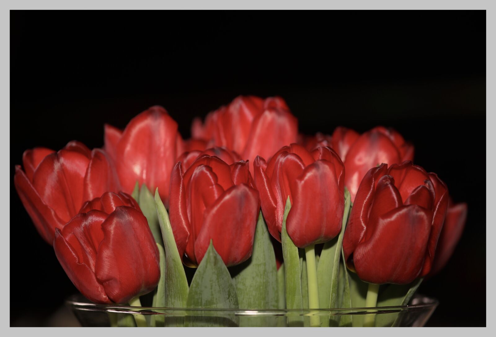 Canon EOS 5D Mark IV sample photo. Tulips, netherlands, spring photography