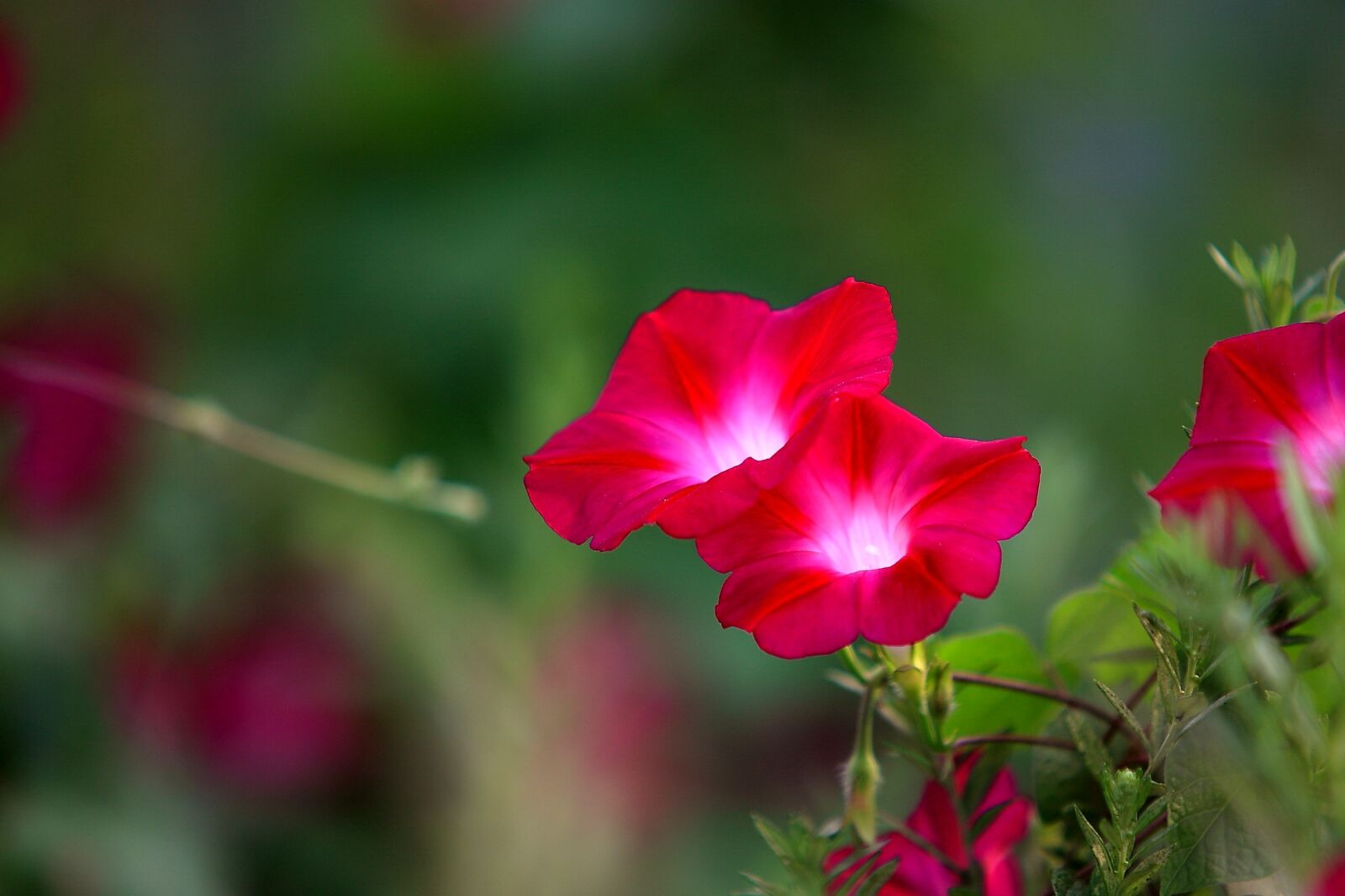 Canon EOS 5D Mark II sample photo. Flowers, nature, plants photography