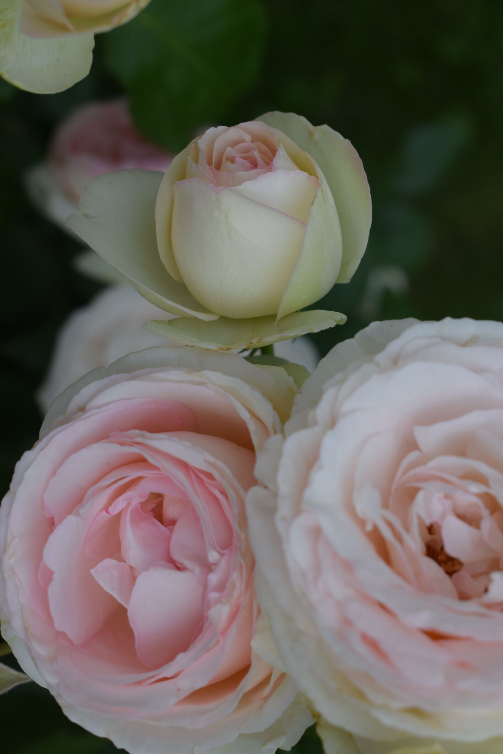 Nikon D5300 sample photo. розови рози, градина, roses photography