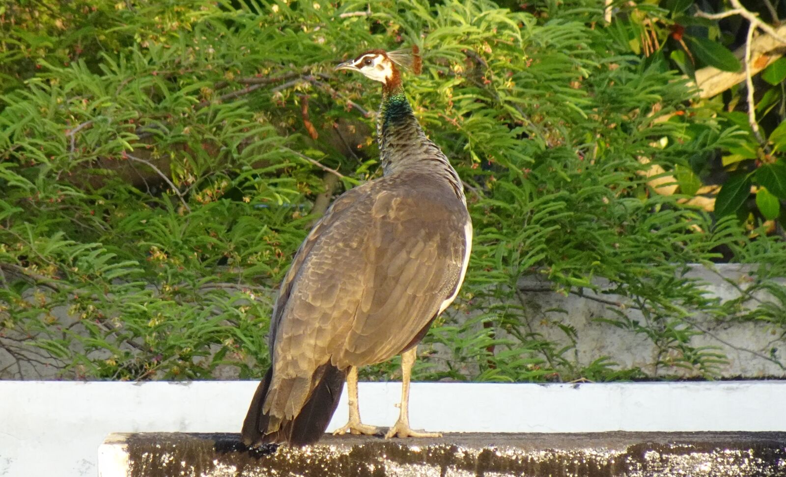 Sony DSC-WX800 sample photo. Bird, peahen, peafowl photography