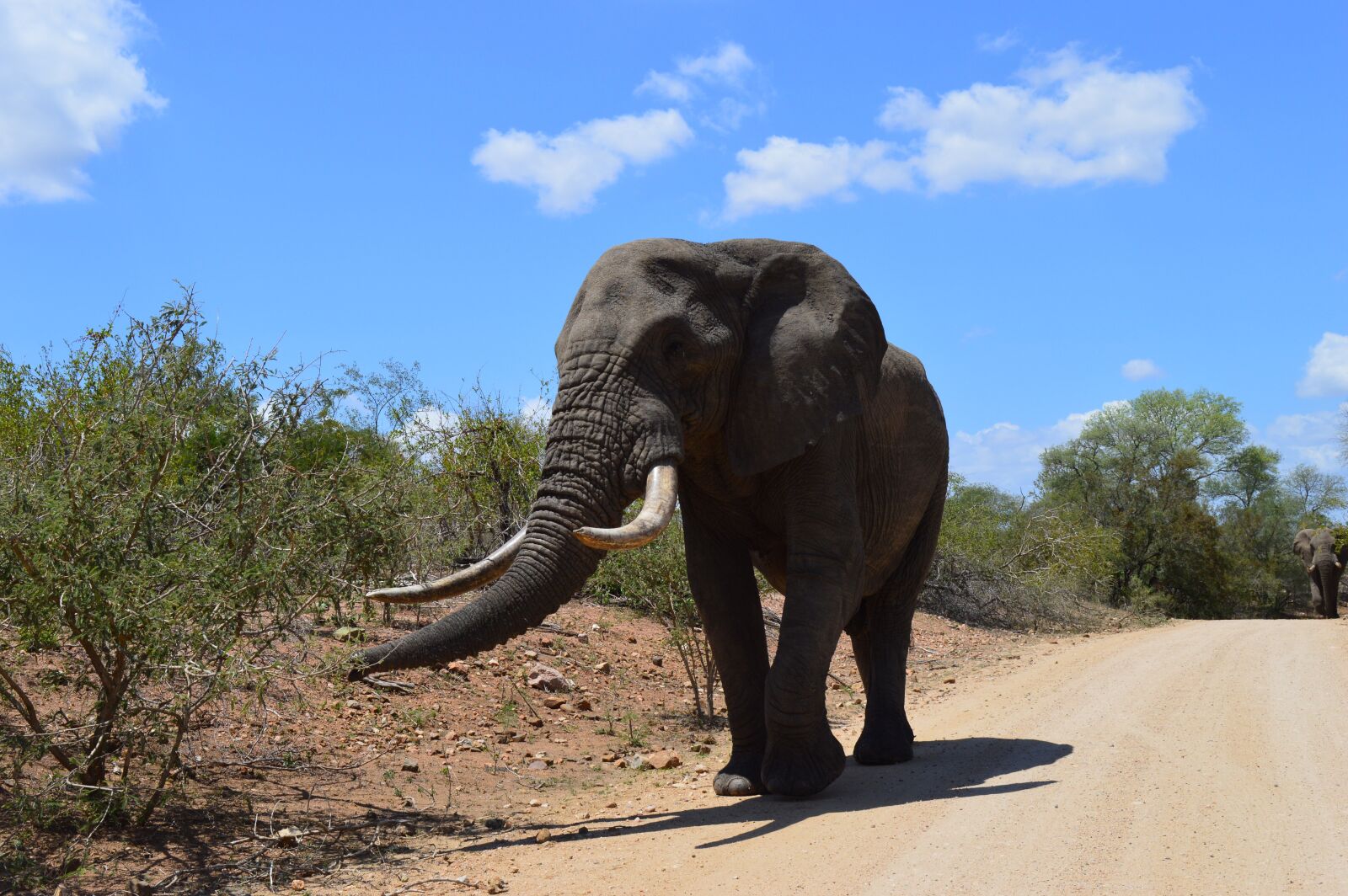 Nikon D3200 sample photo. South africa, kruger park photography