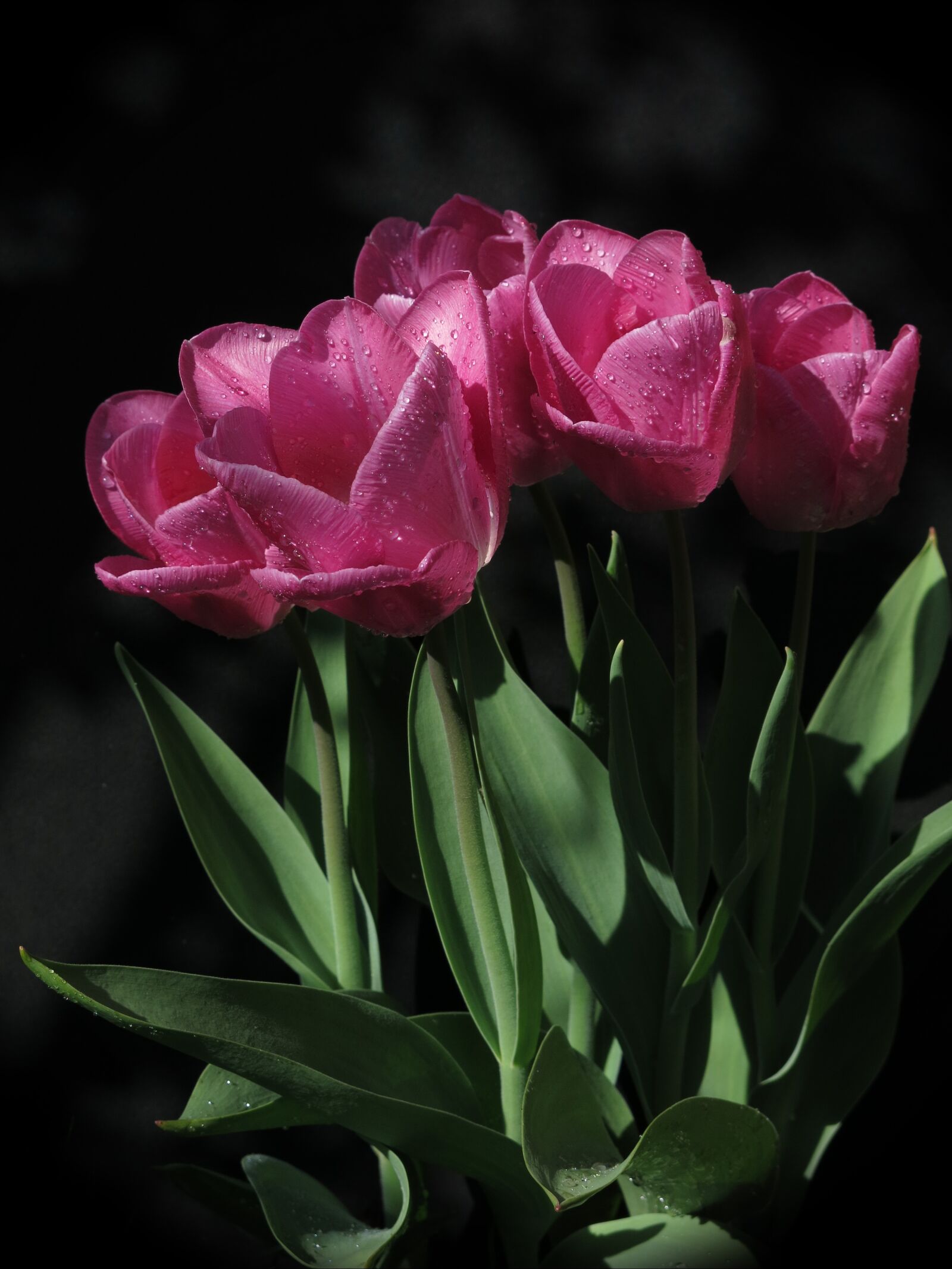 Canon PowerShot G15 sample photo. Tulips, pink, drop of photography