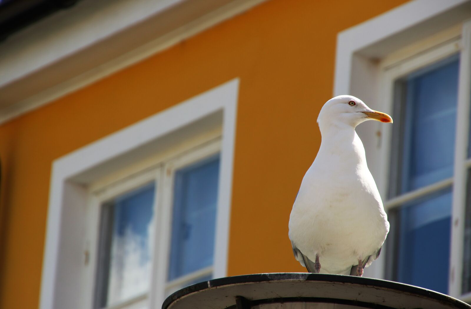 Canon EOS 7D Mark II sample photo. Albatros, animal, beak, bird photography