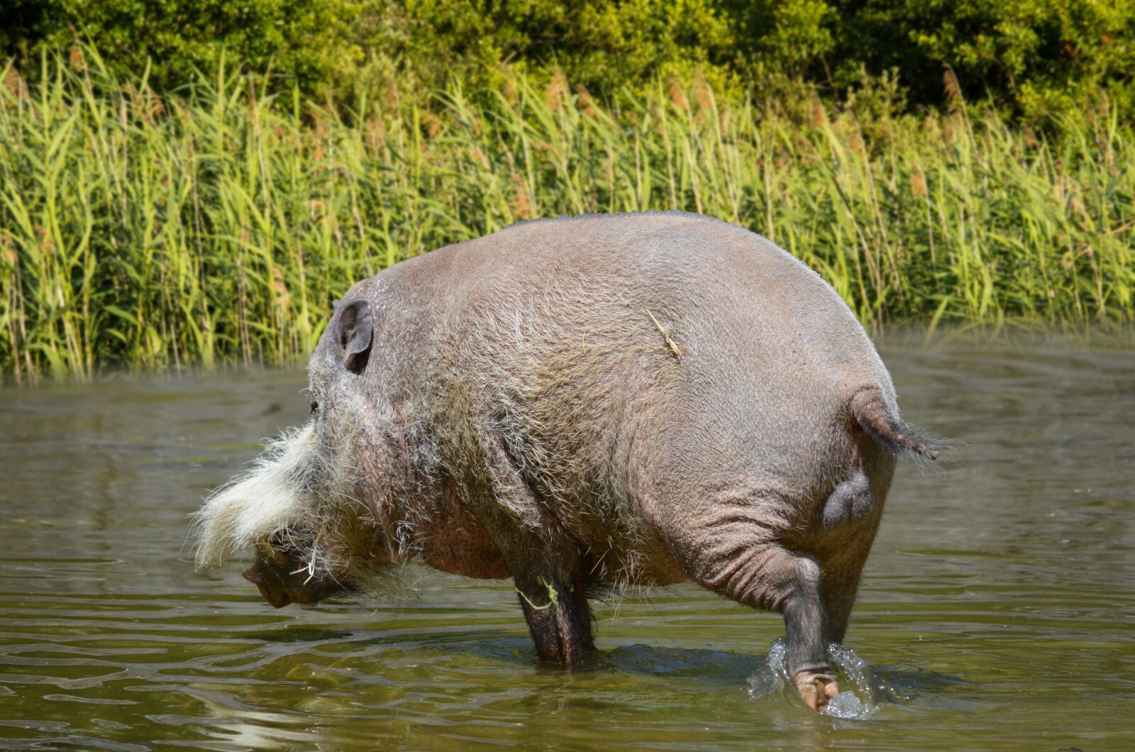 Nikon D5100 sample photo. Beard pig, pig, asia photography