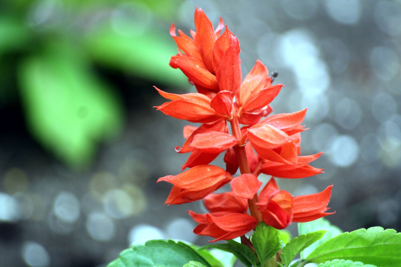 Canon EOS 1000D (EOS Digital Rebel XS / EOS Kiss F) sample photo. Nature, leaf, plant photography