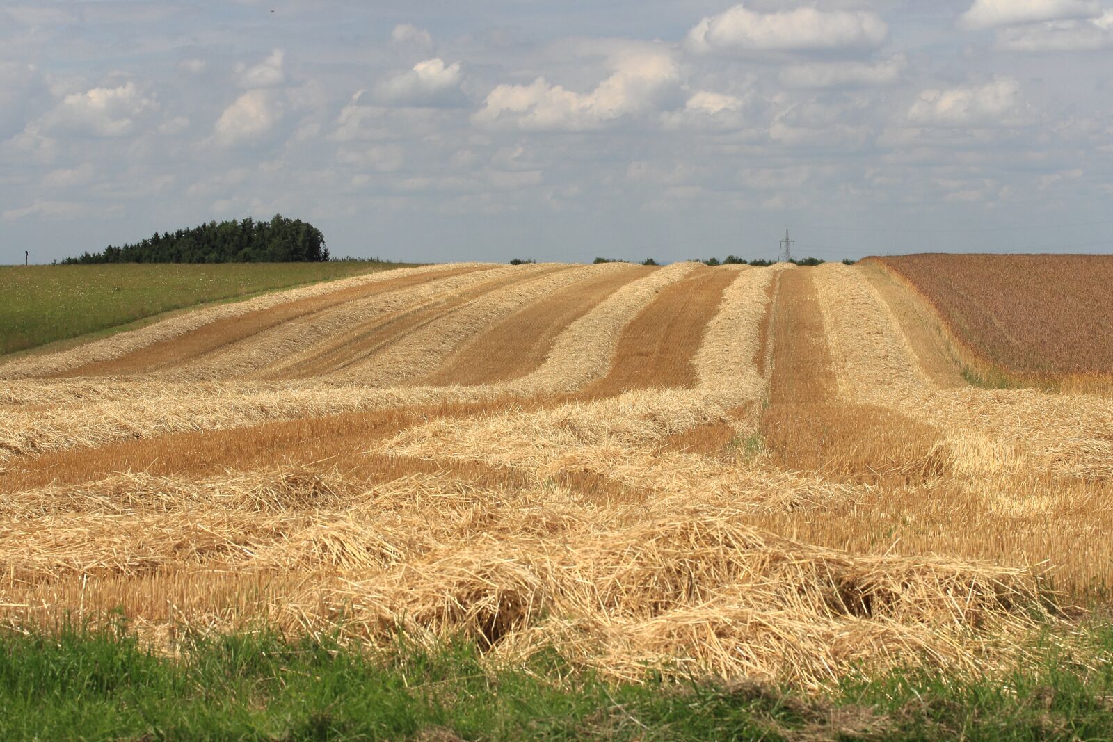 Canon EF-S 60mm F2.8 Macro USM sample photo. Cornfield, harvest time, summer photography