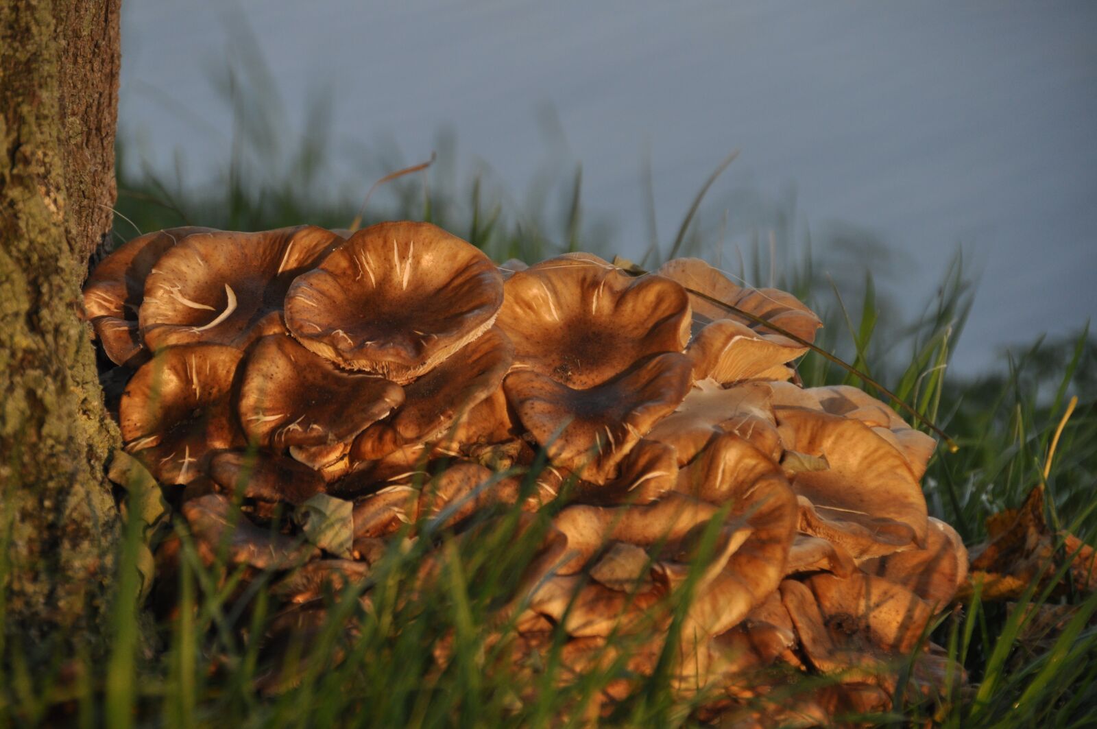 Nikon D5000 sample photo. Mushrooms, gold, autumn photography
