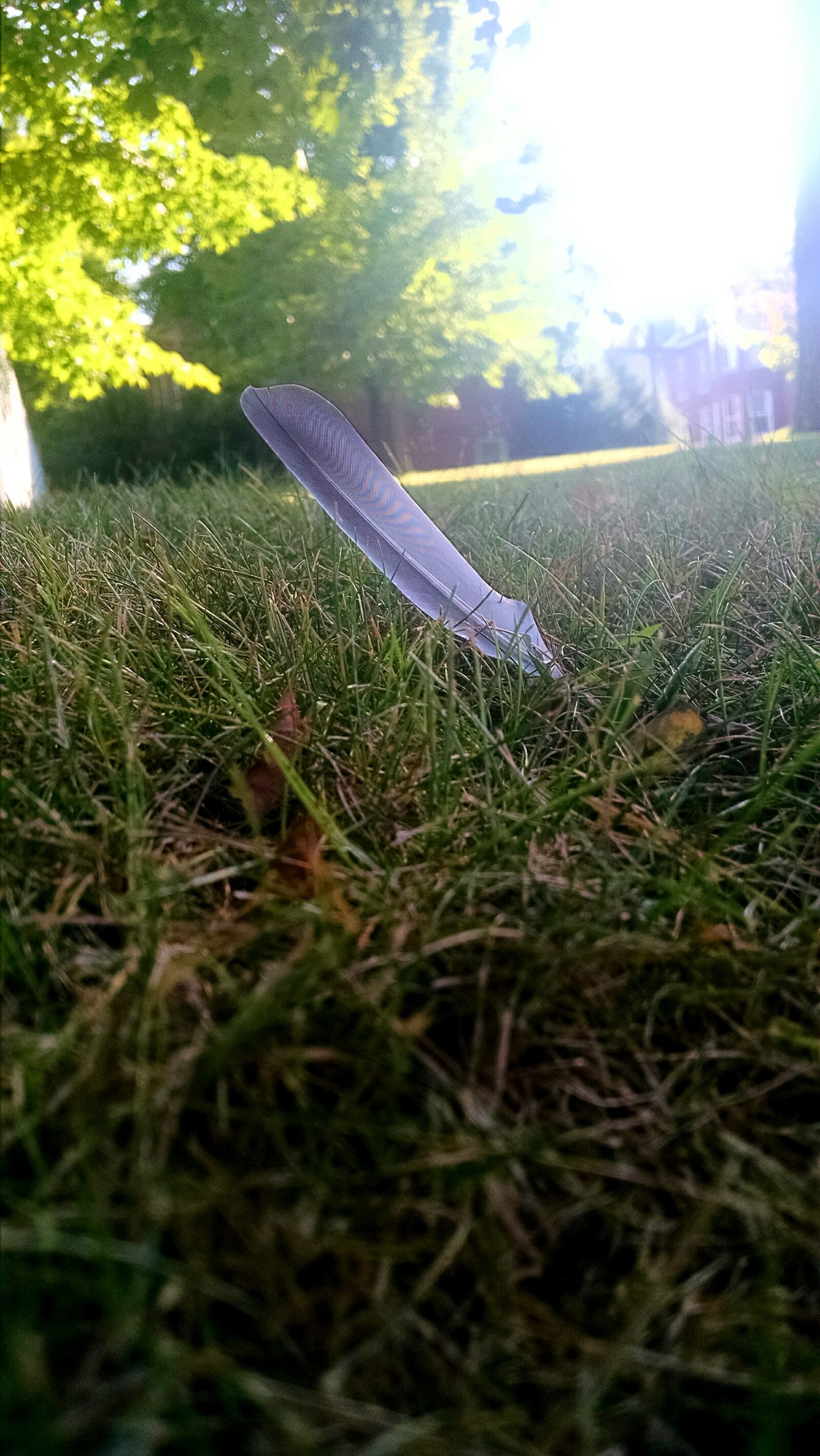 Motorola Moto X (1st Gen) sample photo. Feather, grass, low, angle photography