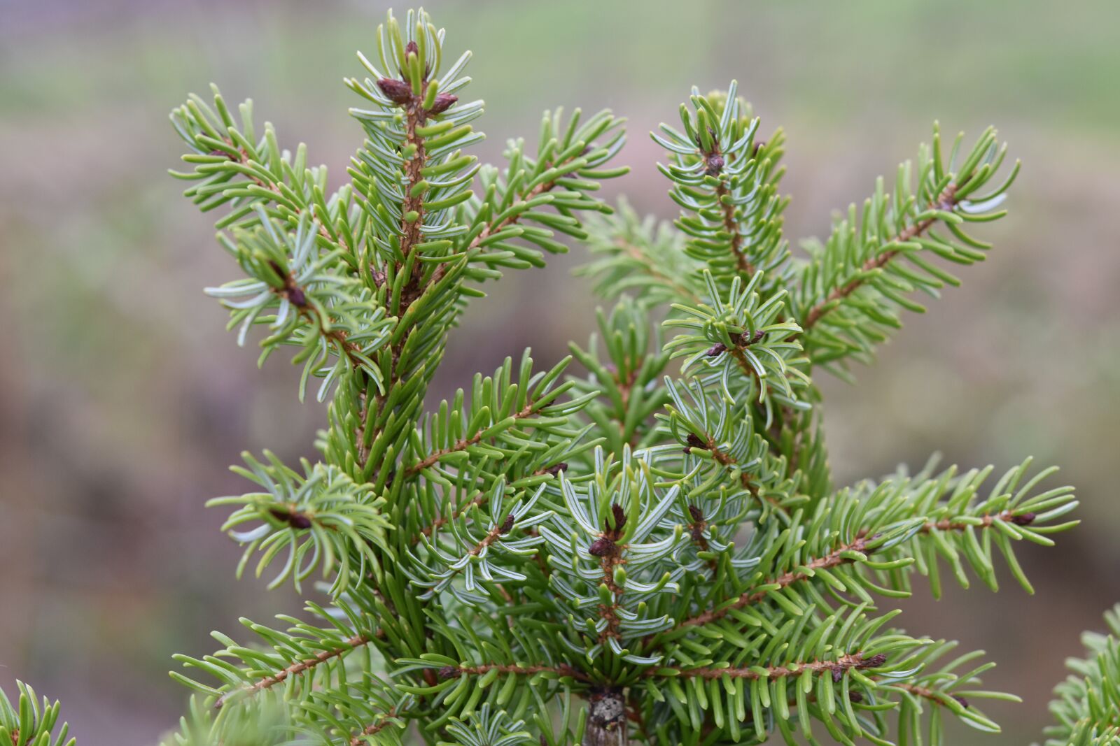 Nikon D5600 sample photo. Fir, fir branch, thorns photography