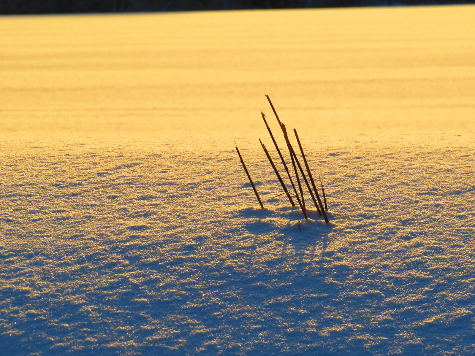Canon PowerShot SX540 HS sample photo. Schnee, winter, kälte photography