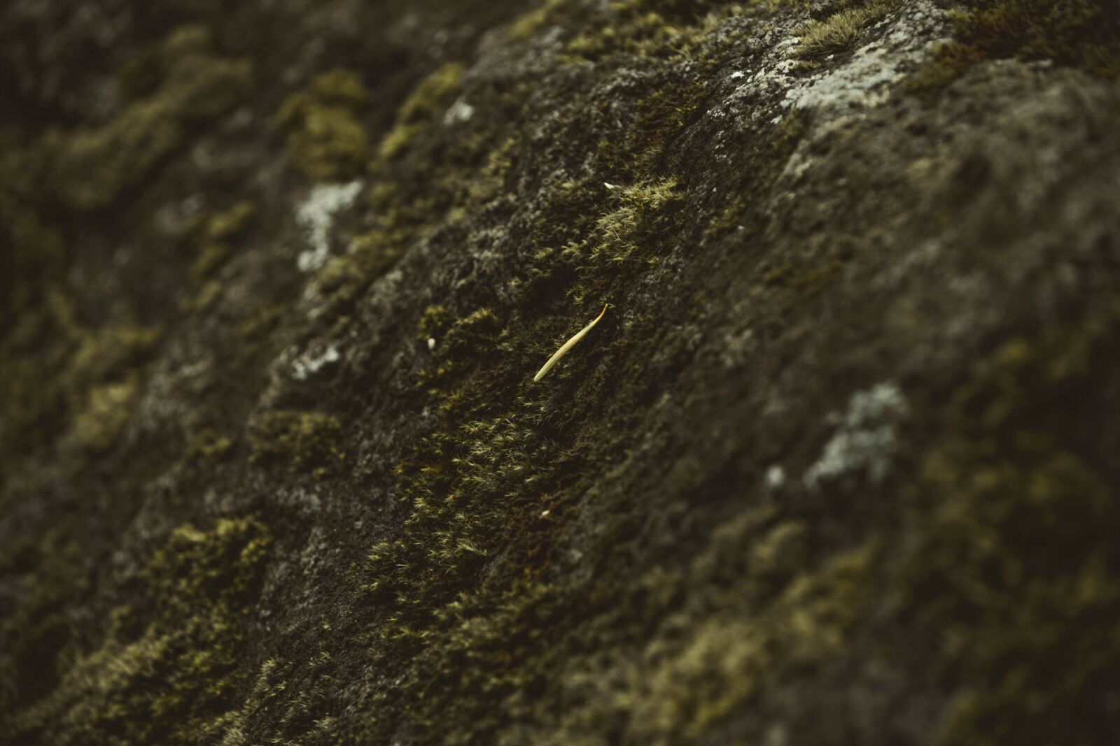 Nikon D5200 sample photo. Moss, ground, nature, stone photography