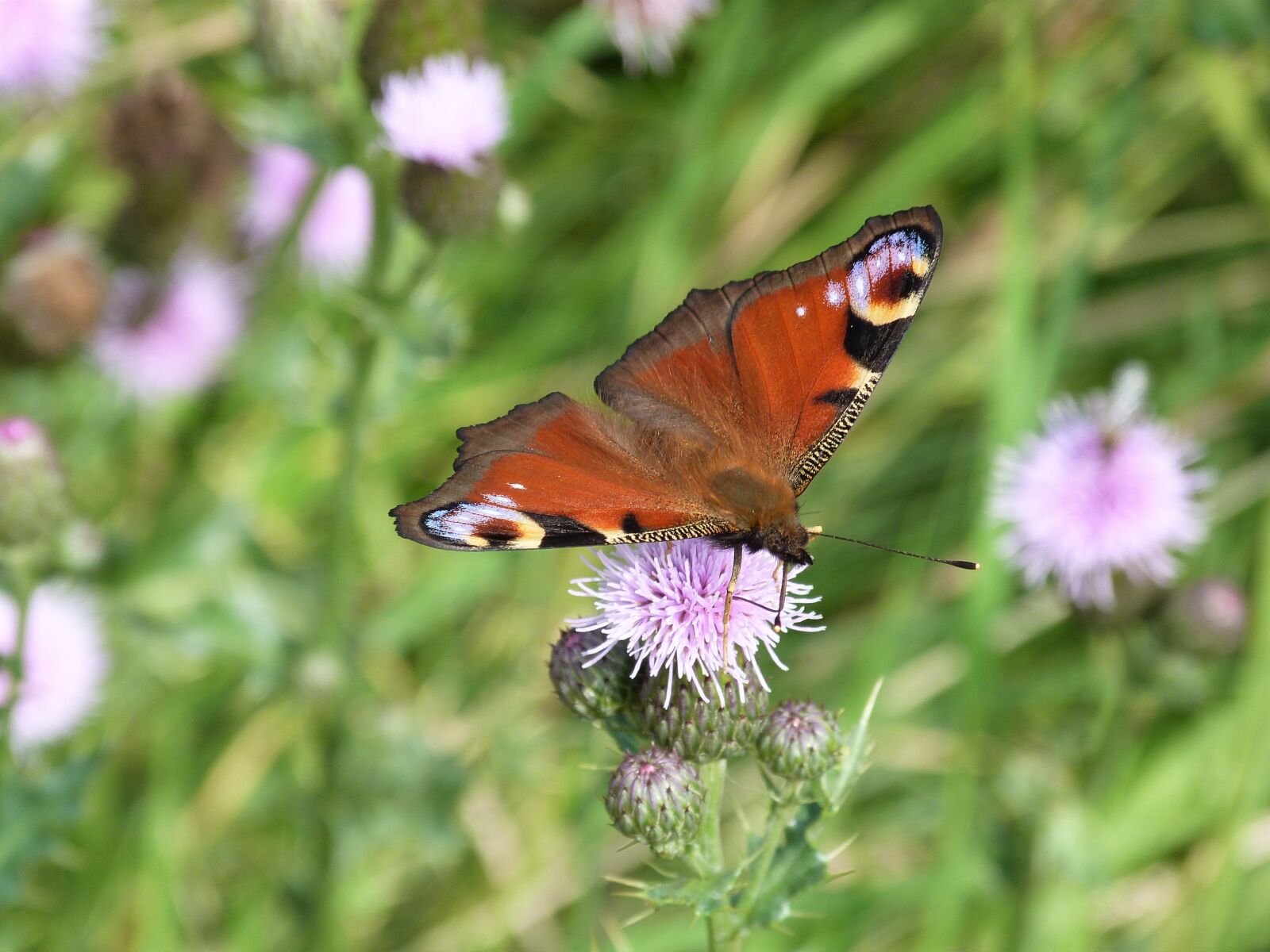 Panasonic Lumix DMC-FZ40 (Lumix DMC-FZ45) sample photo. Peacock butterfly, butterfly, insect photography