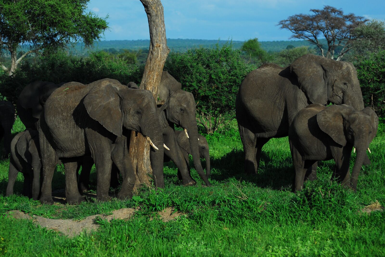 Nikon D200 sample photo. Family, elephants, elephant photography