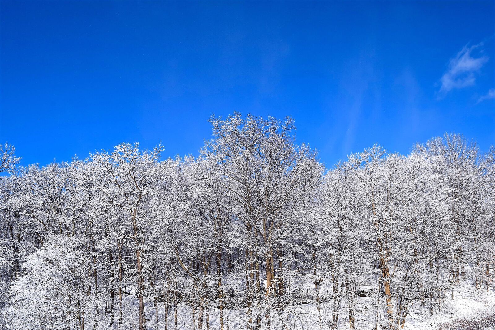 Nikon D3300 sample photo. Snow, trees, winter photography