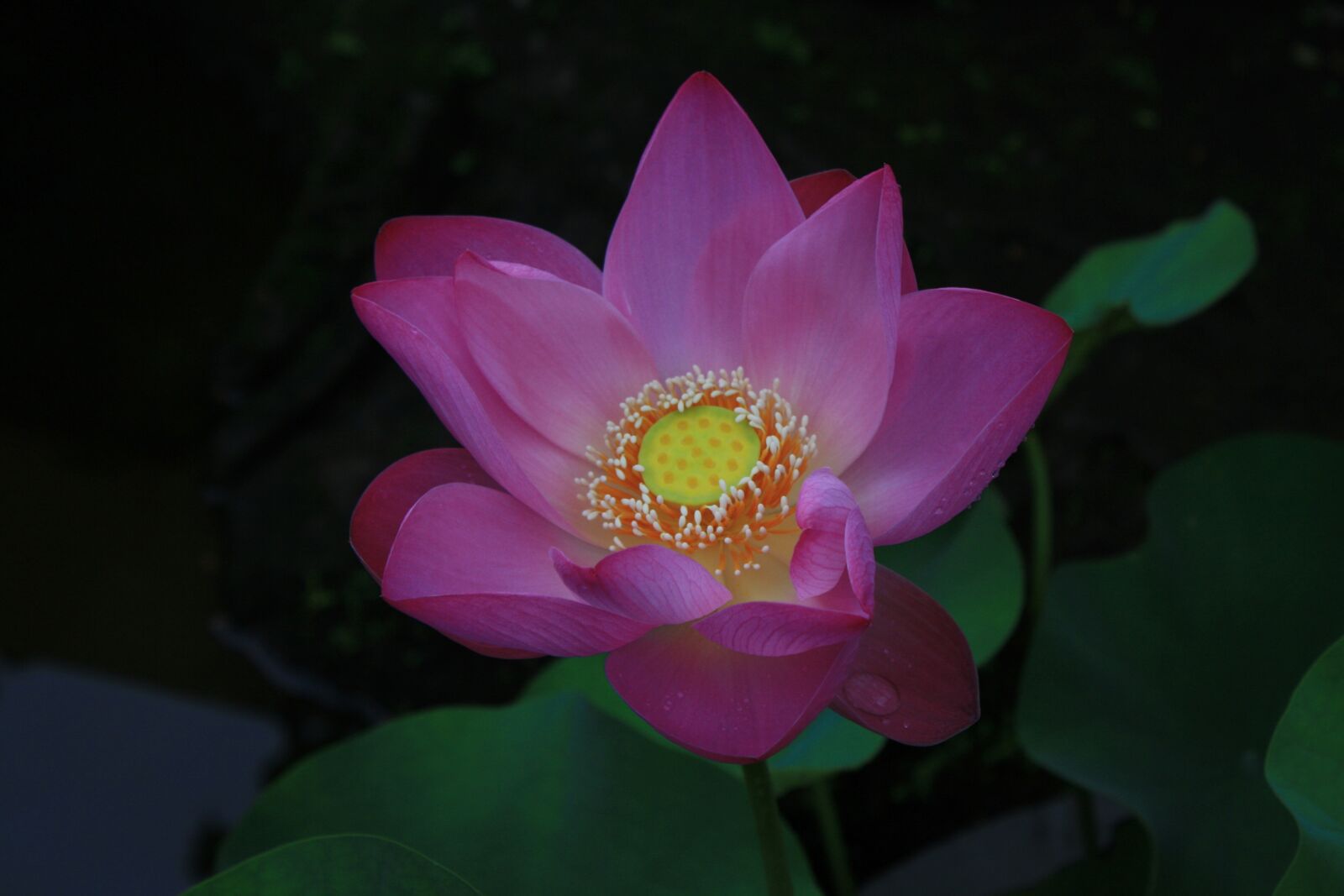 Canon EOS 1000D (EOS Digital Rebel XS / EOS Kiss F) sample photo. Lotus, flower, india photography