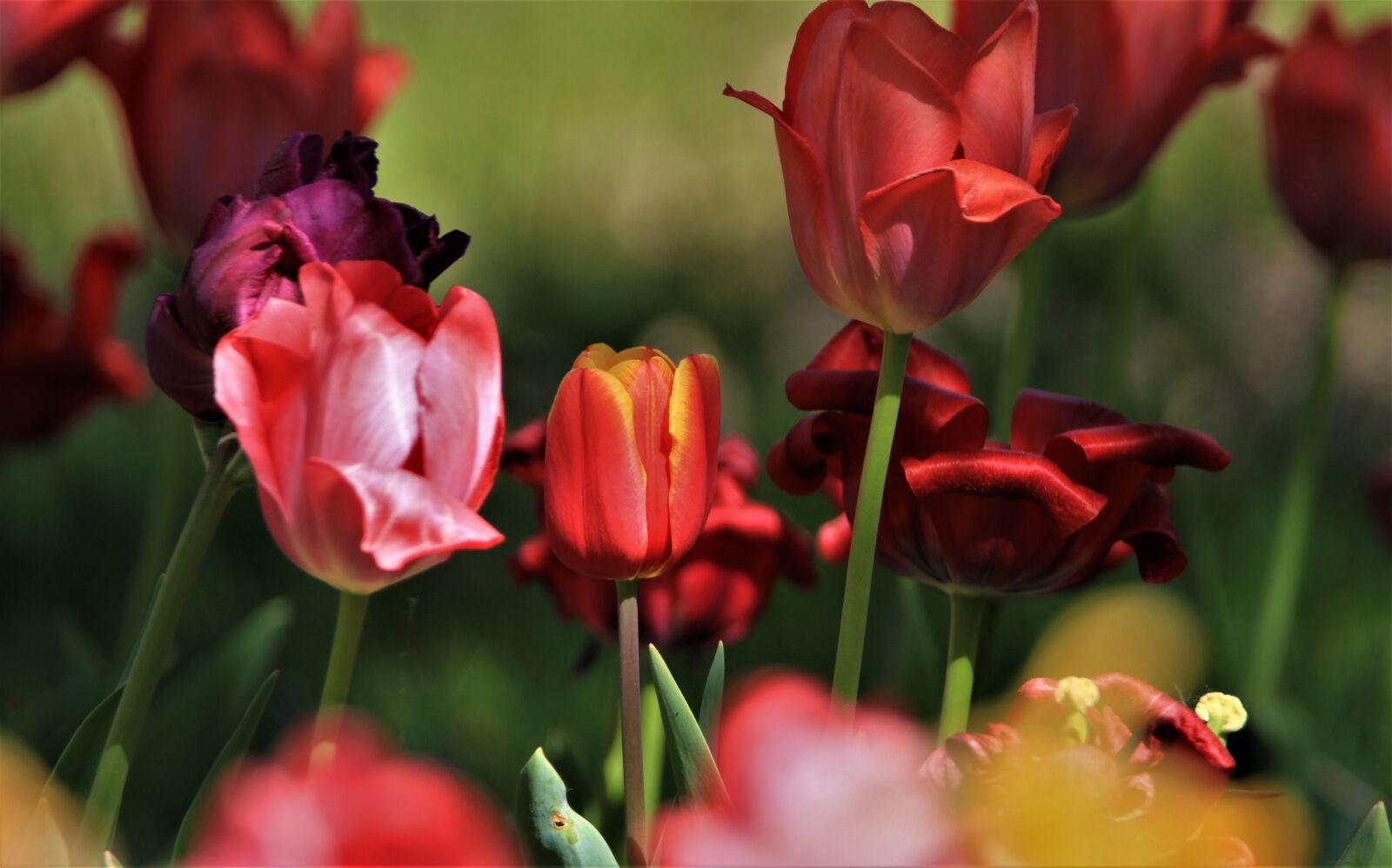 Tamron SP 150-600mm F5-6.3 Di VC USD sample photo. Tulips, spring, colorful photography