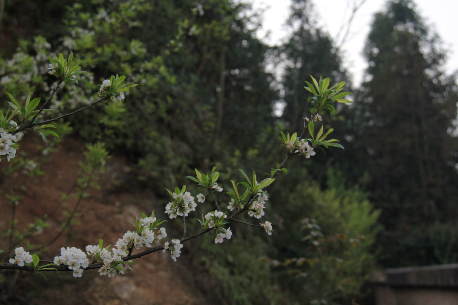 Canon EF-S 18-200mm F3.5-5.6 IS sample photo. Lee flowers, spring, march photography