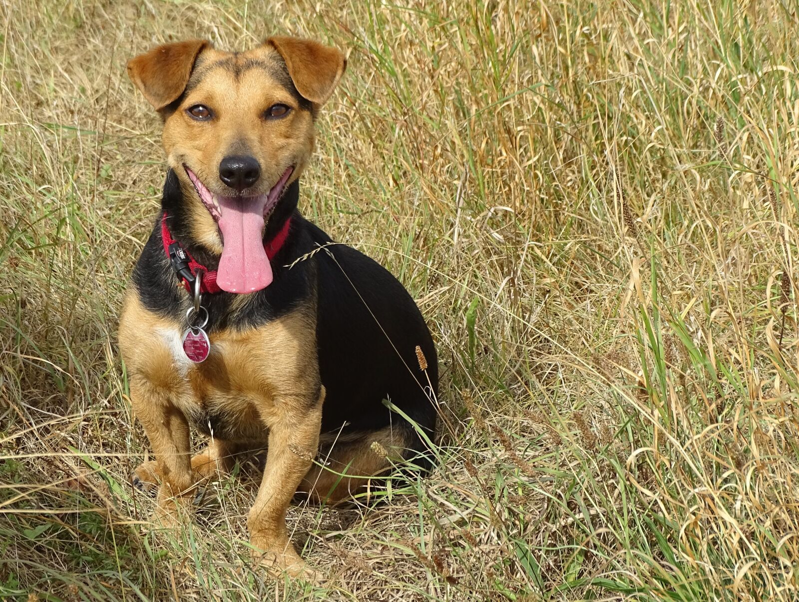 Sony Cyber-shot DSC-HX400V sample photo. Dog, pant, fun photography