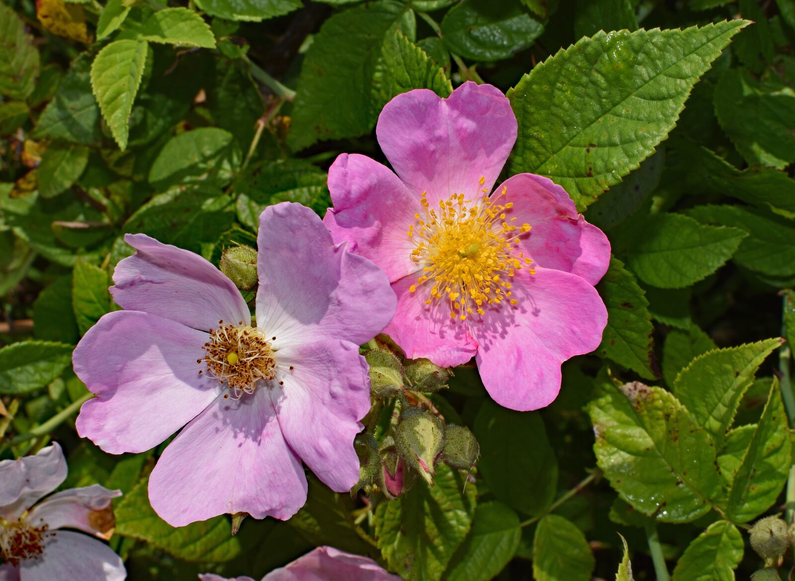 Nikon D3300 sample photo. Wild roses, wildflower, flower photography