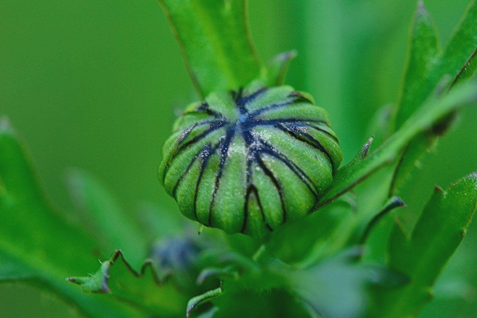Nikon D5300 sample photo. Nature, stem, macro photography
