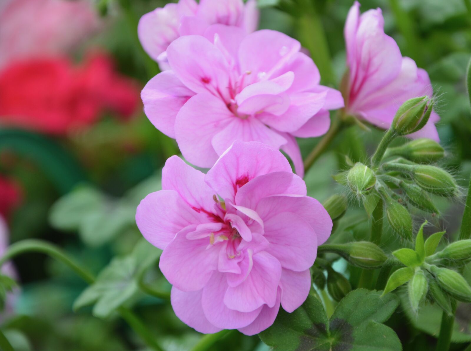 Nikon D5200 sample photo. Flower, geranium purple pink photography
