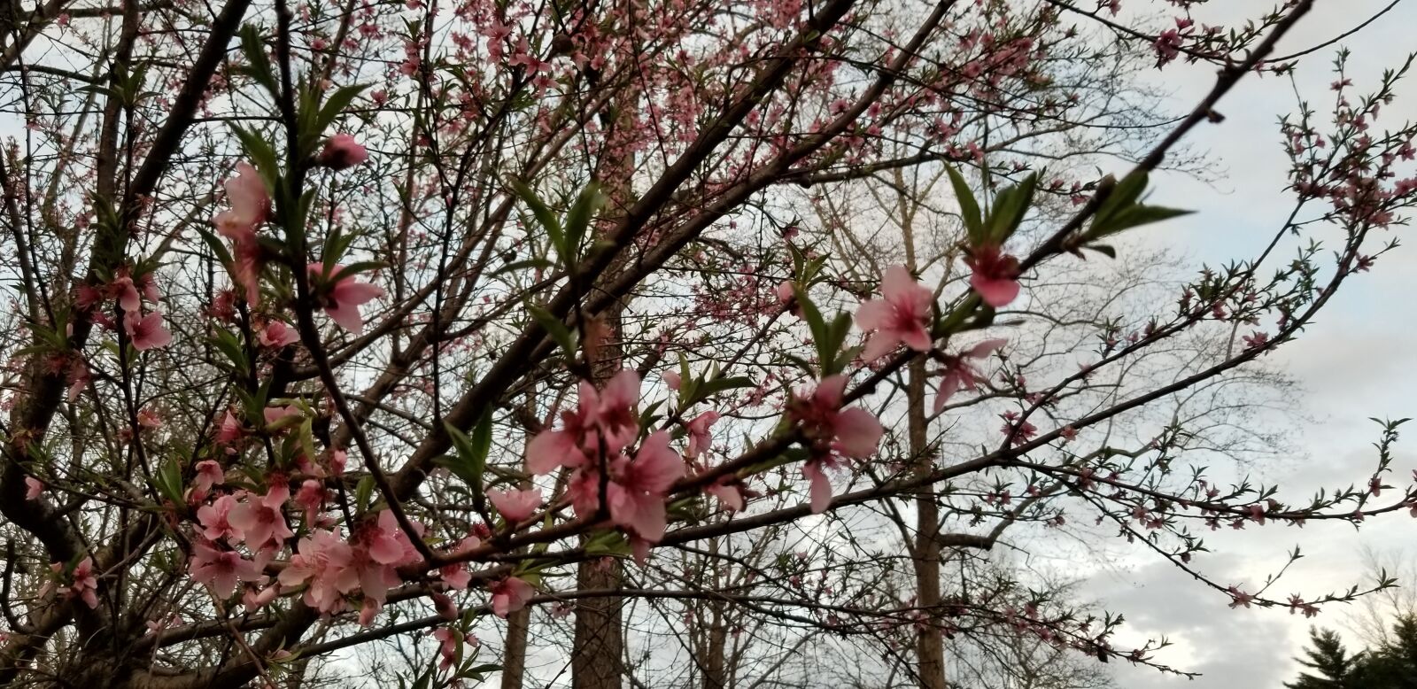 Samsung Galaxy S8 sample photo. Cherry blossoms, plant, spring photography