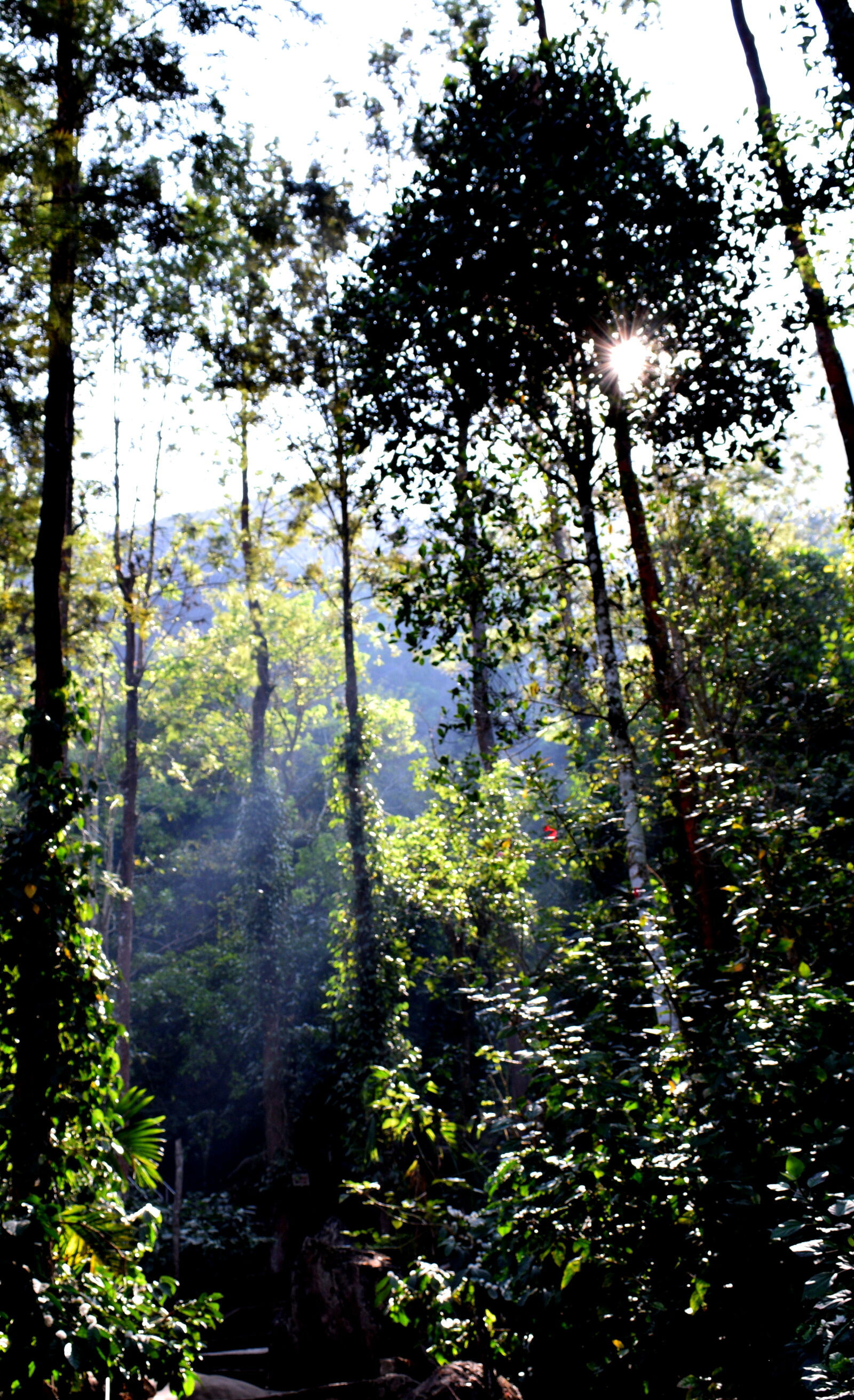 Nikon D3300 sample photo. Forest, forest, cover, leaves photography
