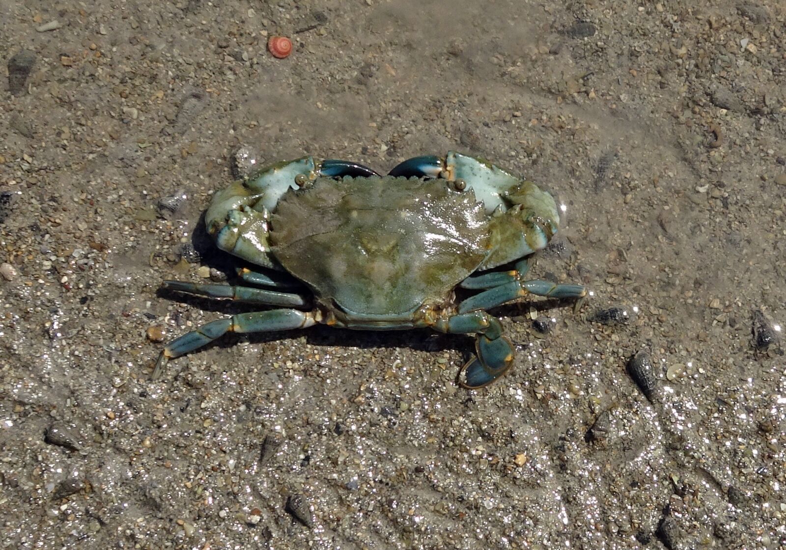 Sony Cyber-shot DSC-HX90V sample photo. Mud crab, crab, scylla photography