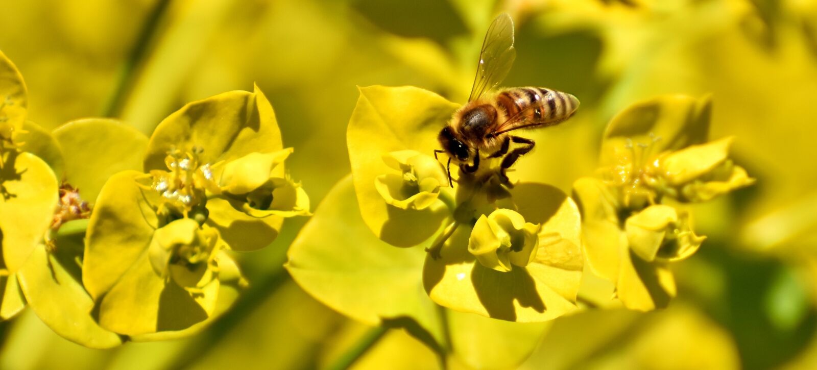 Nikon D7200 sample photo. Flowers, summer, yellow photography
