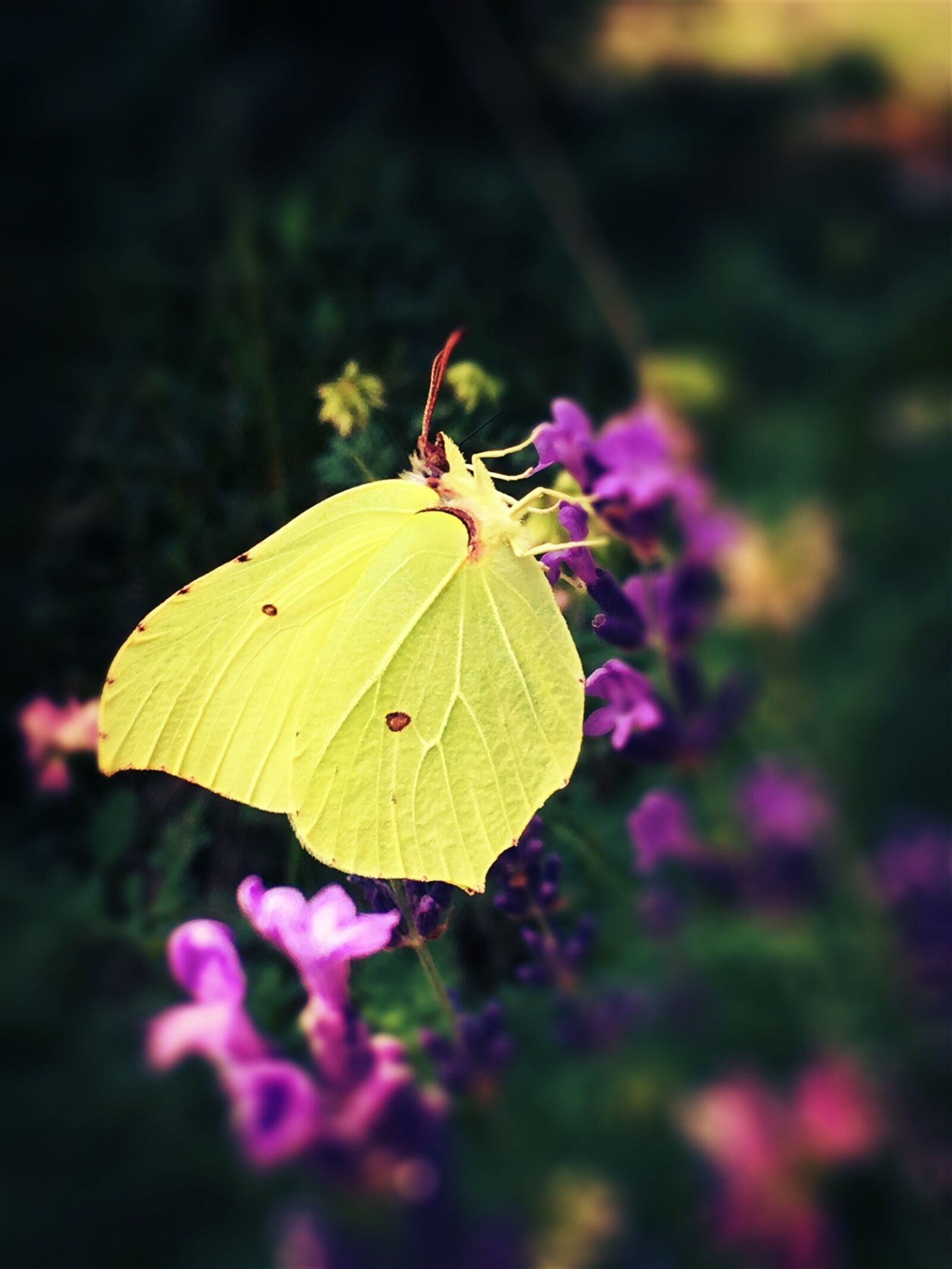 Apple iPhone 6s Plus sample photo. Gonepteryx rhamni, butterfly, yellow photography