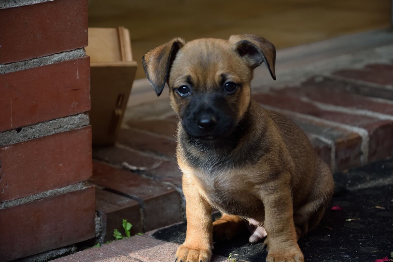 Nikon D3300 sample photo. Puppy, dog, animal photography
