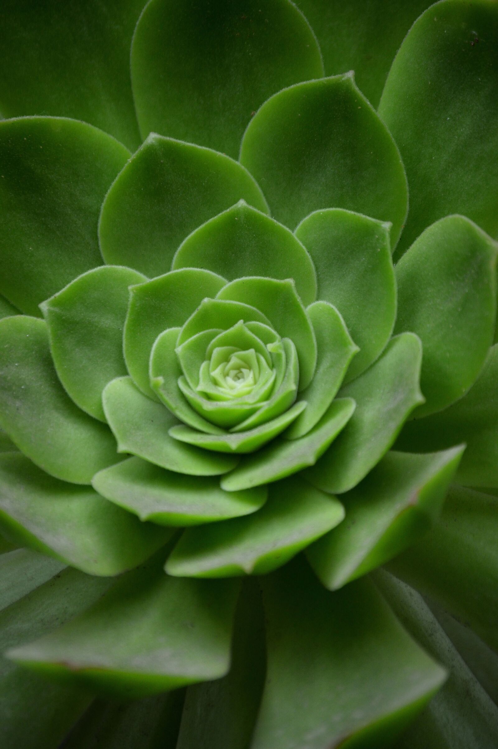 Nikon D3200 sample photo. Geometry, spiral, plant photography
