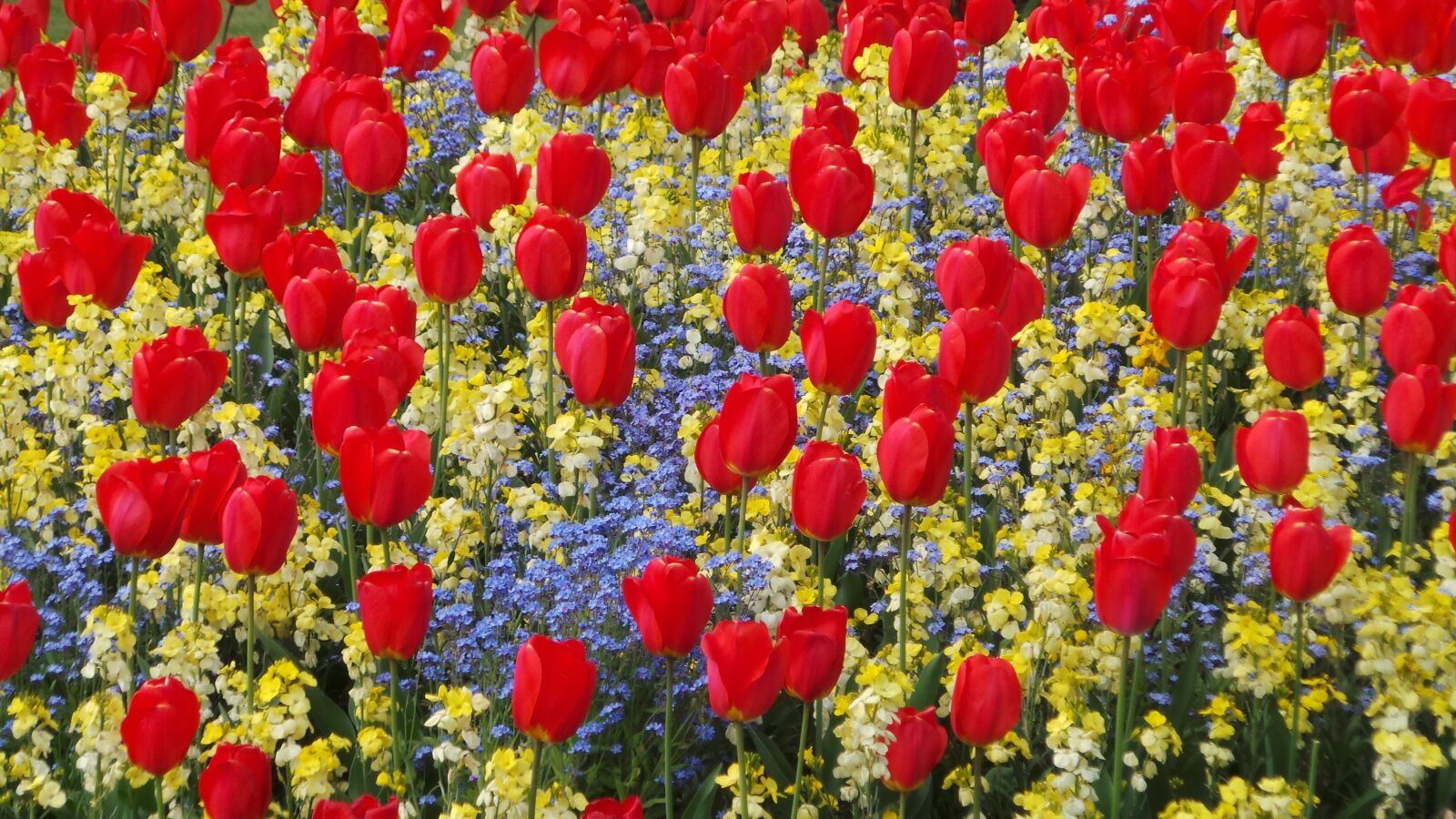 Samsung Galaxy Camera (Wi-Fi) sample photo. Tulips, flowers, red photography